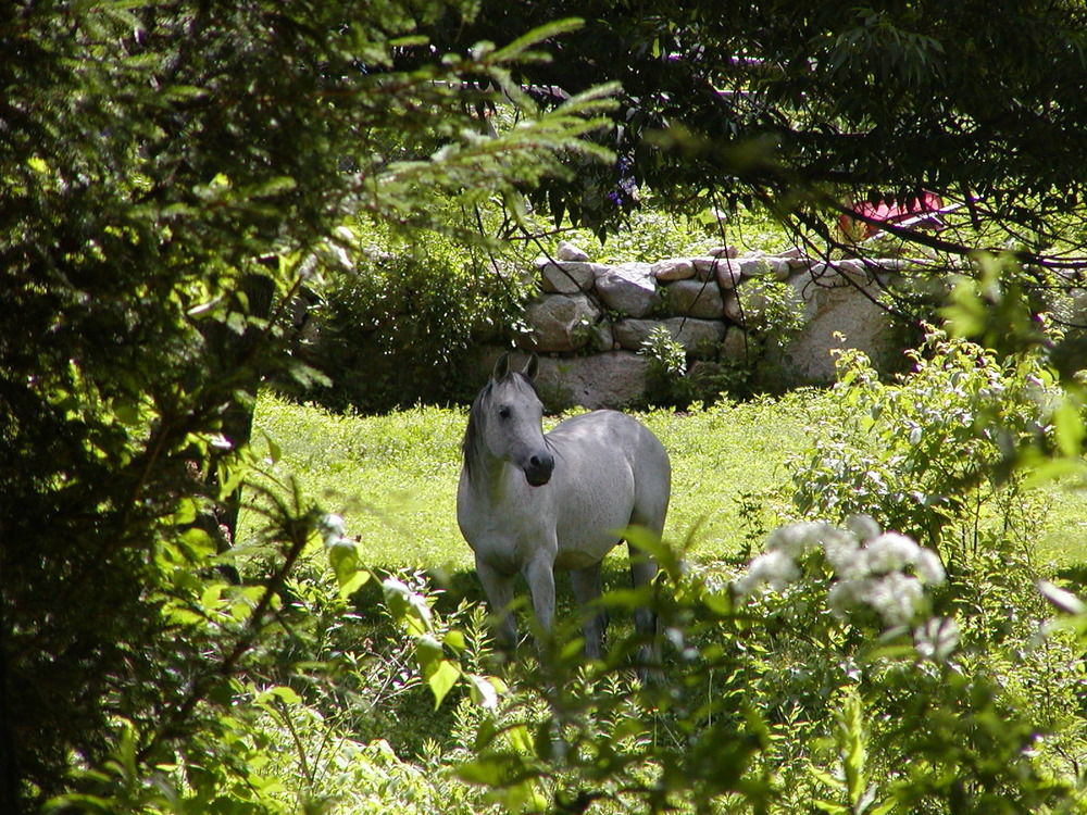 Arabian Horse Inn Sudbury Extérieur photo