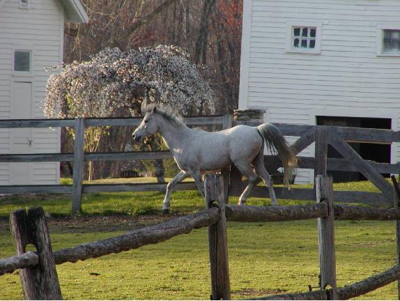 Arabian Horse Inn Sudbury Extérieur photo