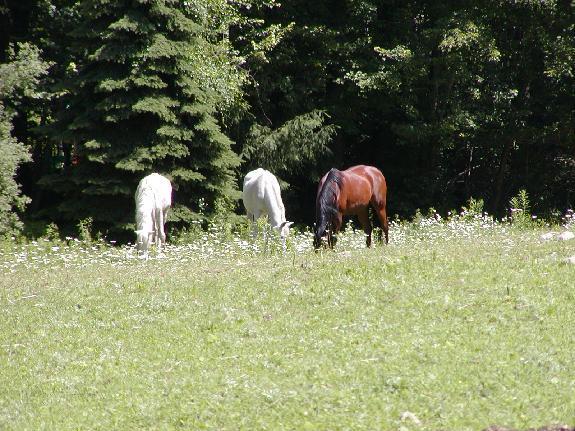 Arabian Horse Inn Sudbury Extérieur photo