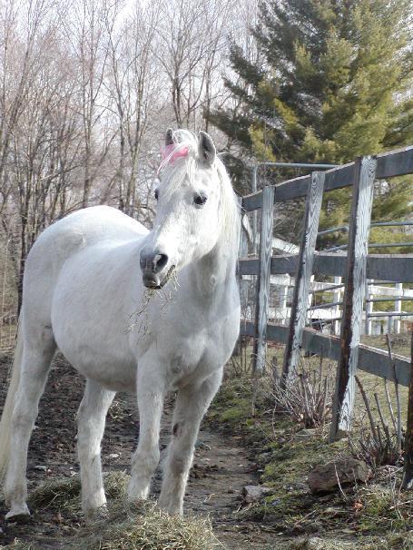 Arabian Horse Inn Sudbury Extérieur photo